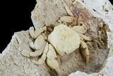 Fossil Crab (Potamon) Preserved in Travertine - Turkey #112342-3